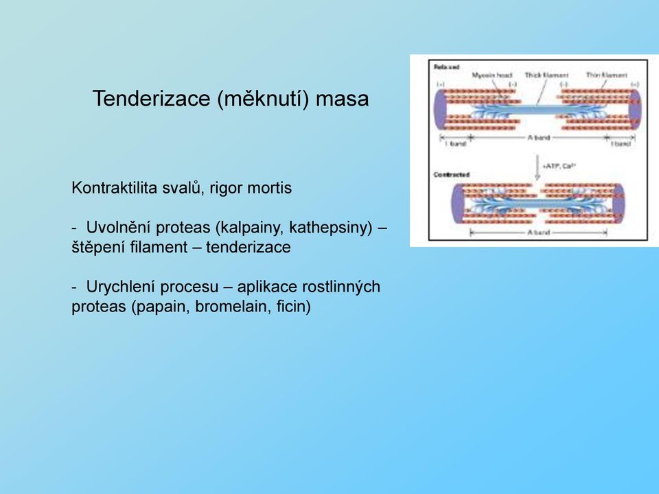 kathepsiny) štěpení filament tenderizace -