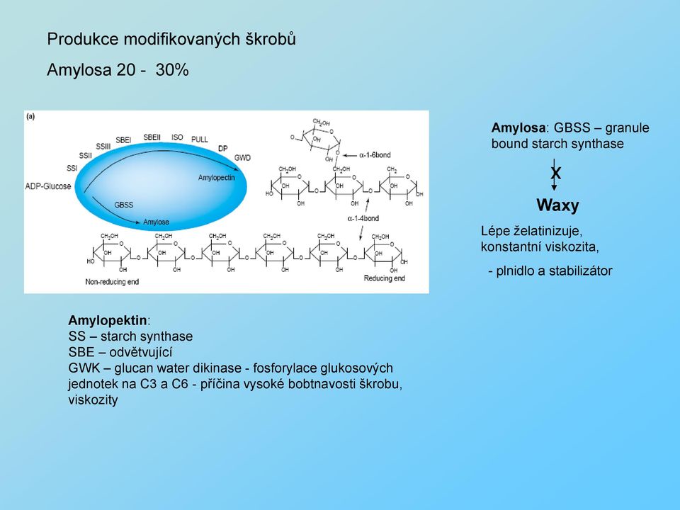 Amylopektin: SS starch synthase SBE odvětvující GWK glucan water dikinase -