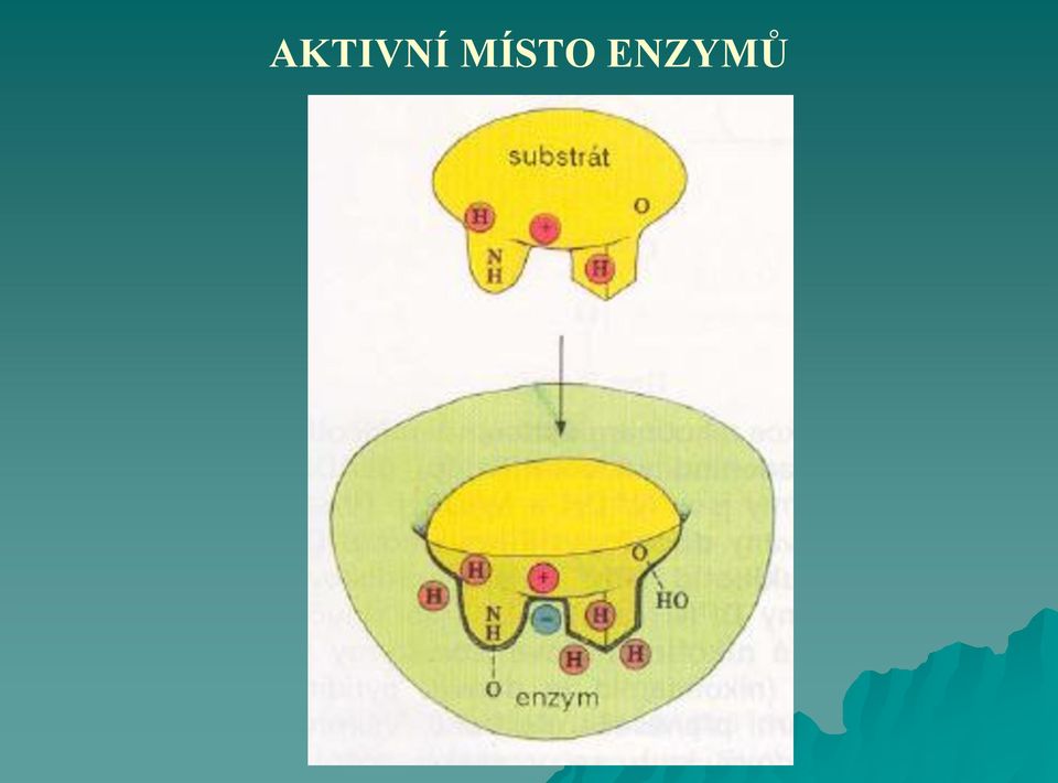 Enzymy = biokatalyzátory - PDF Free Download