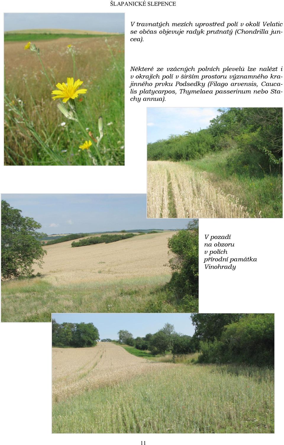 Některé ze vzácných polních plevelů lze nalézt i v okrajích polí v širším prostoru