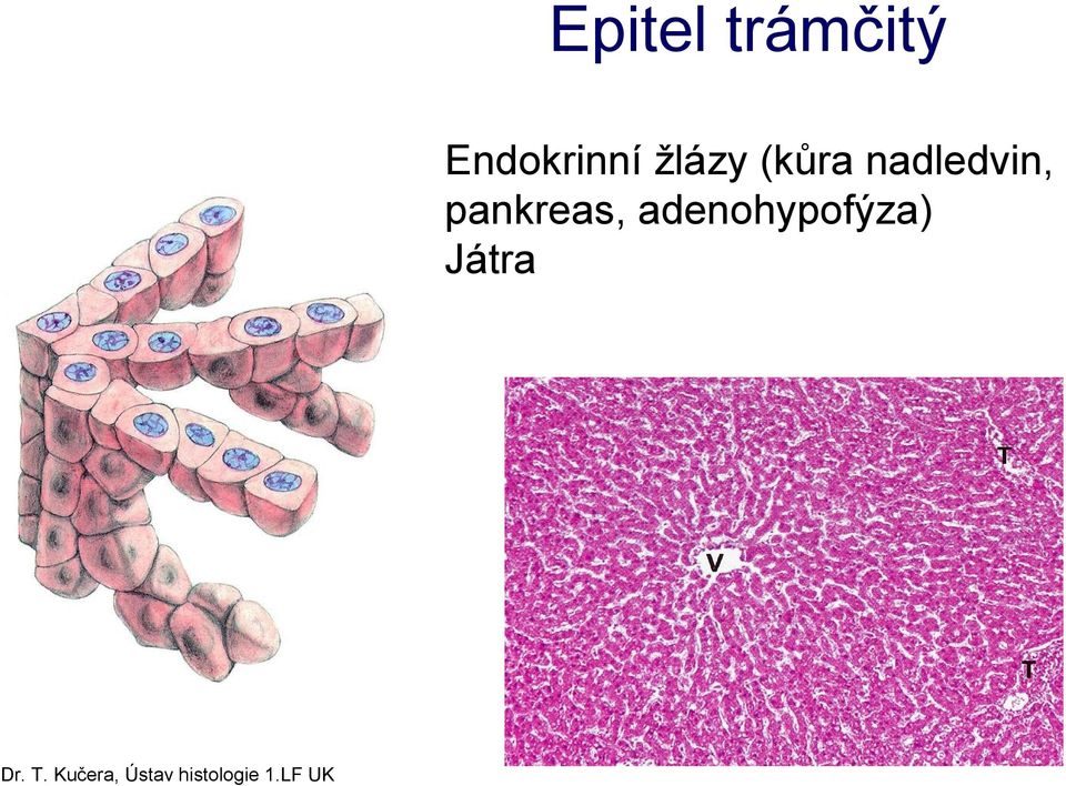 pankreas, adenohypofýza)