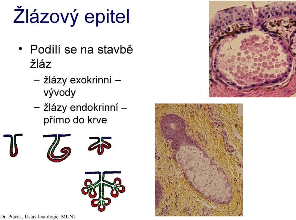 vývody žlázy endokrinní přímo