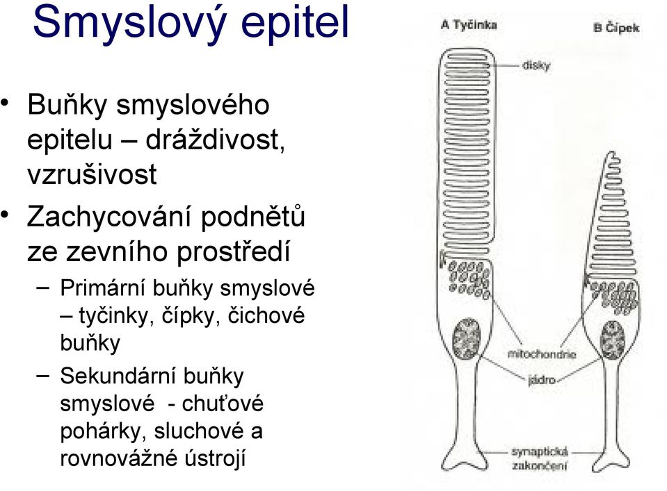 Primární buňky smyslové tyčinky, čípky, čichové buňky