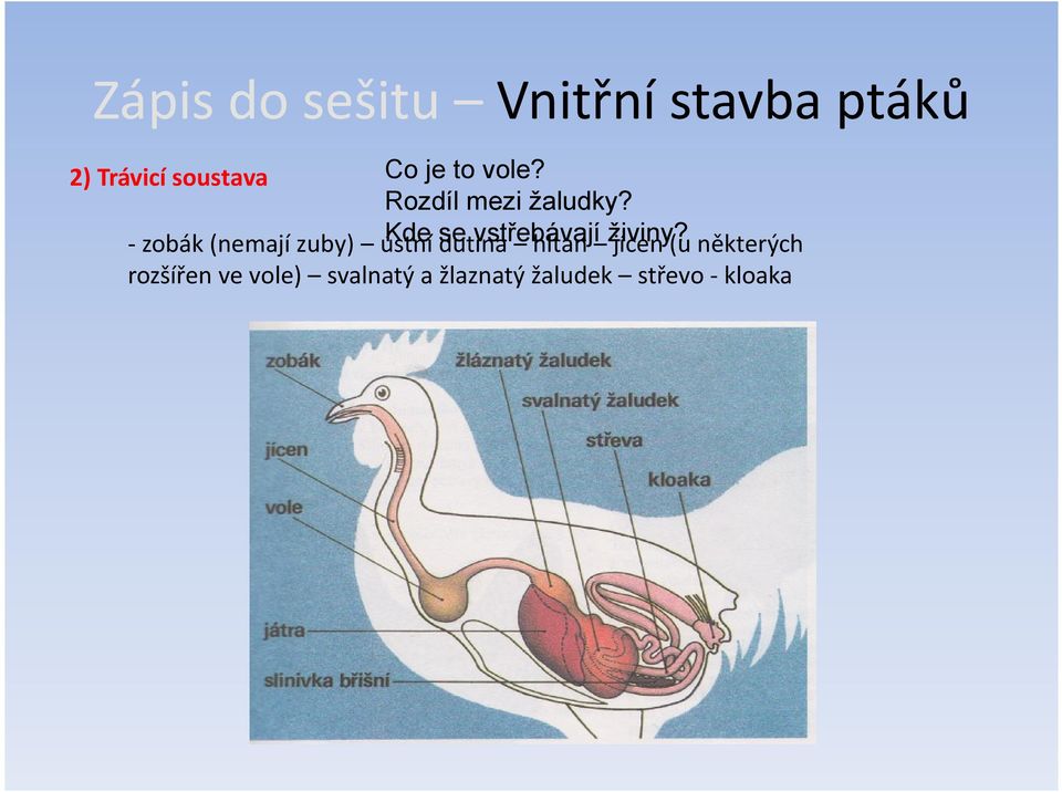 - zobák (nemají zuby) ústní Kde se dutina vstřebávají hltan