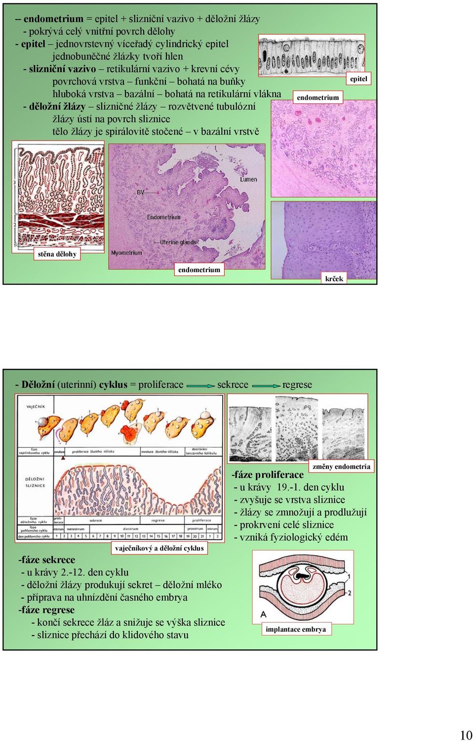 sliznice tělo žlázy je spirálovitě stočené v bazální vrstvě endometrium epitel stěna dělohy endometrium krček -Děložní (uterinní) cyklus = proliferace sekrece regrese vaječníkový a děložní cyklus