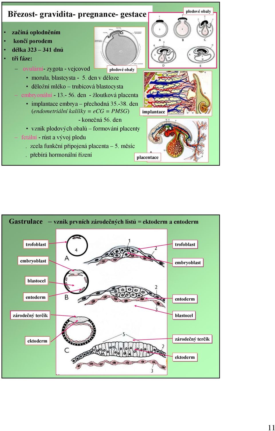 den (endometriální kalíšky = ecg = PMSG) -konečná 56. den vznik plodových obalů formování placenty fetální -růst a vývoj plodu. zcela funkční připojená placenta 5. měsíc.