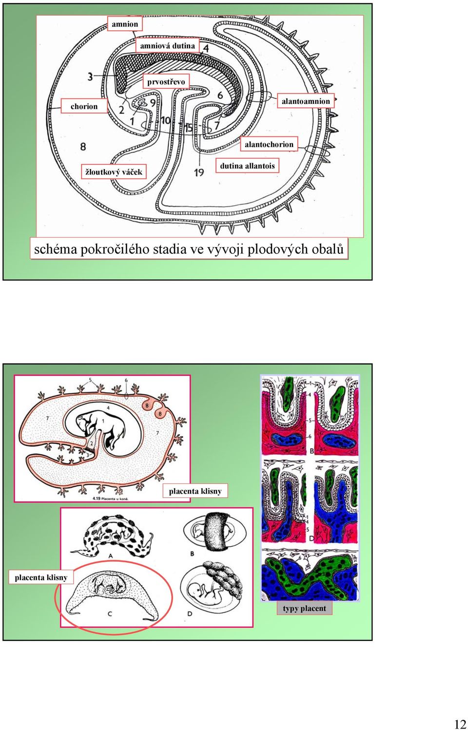 allantois schéma pokročilého stadia ve vývoji