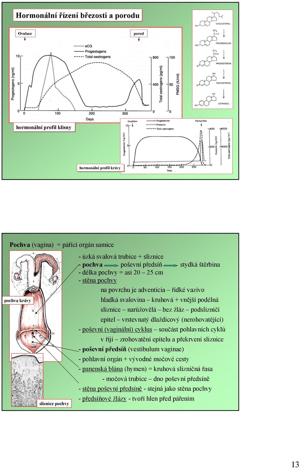 podslizničí epitel vrstevnatý dlaždicový (nerohovatějící) - poševní (vaginální) cyklus součást pohlavních cyklů v říji zrohovatění epitelu a překrvení sliznice - poševní předsíň (vestibulum vaginae)