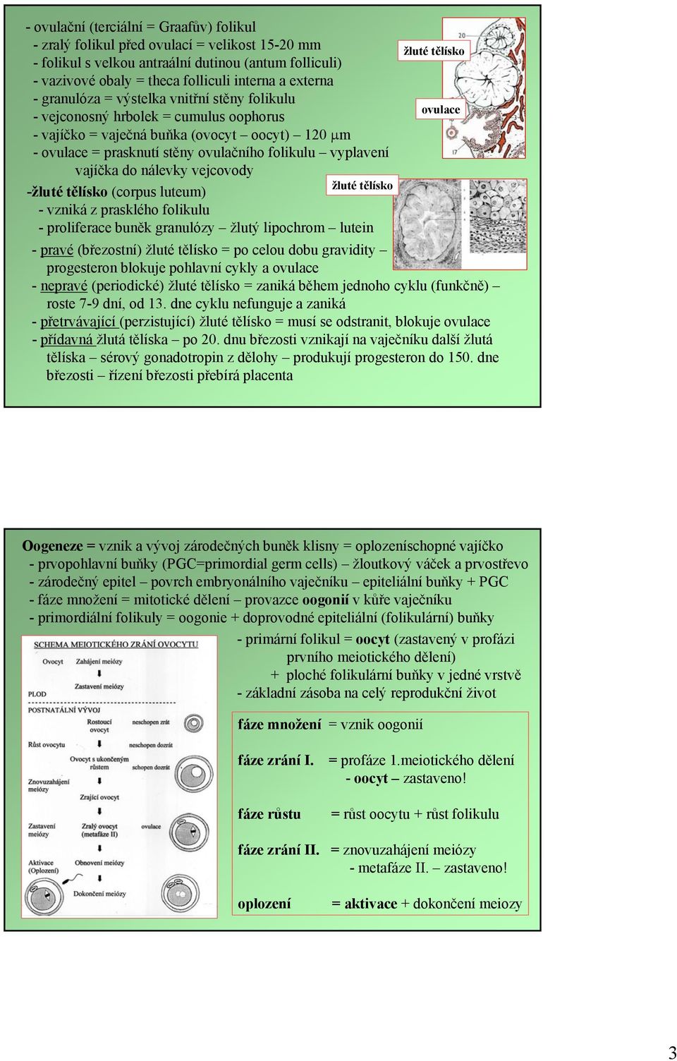 folikulu vyplavení vajíčka do nálevky vejcovody žluté tělísko -žluté tělísko (corpus luteum) - vzniká z prasklého folikulu - proliferace buněk granulózy žlutý lipochrom lutein -pravé(březostní) žluté