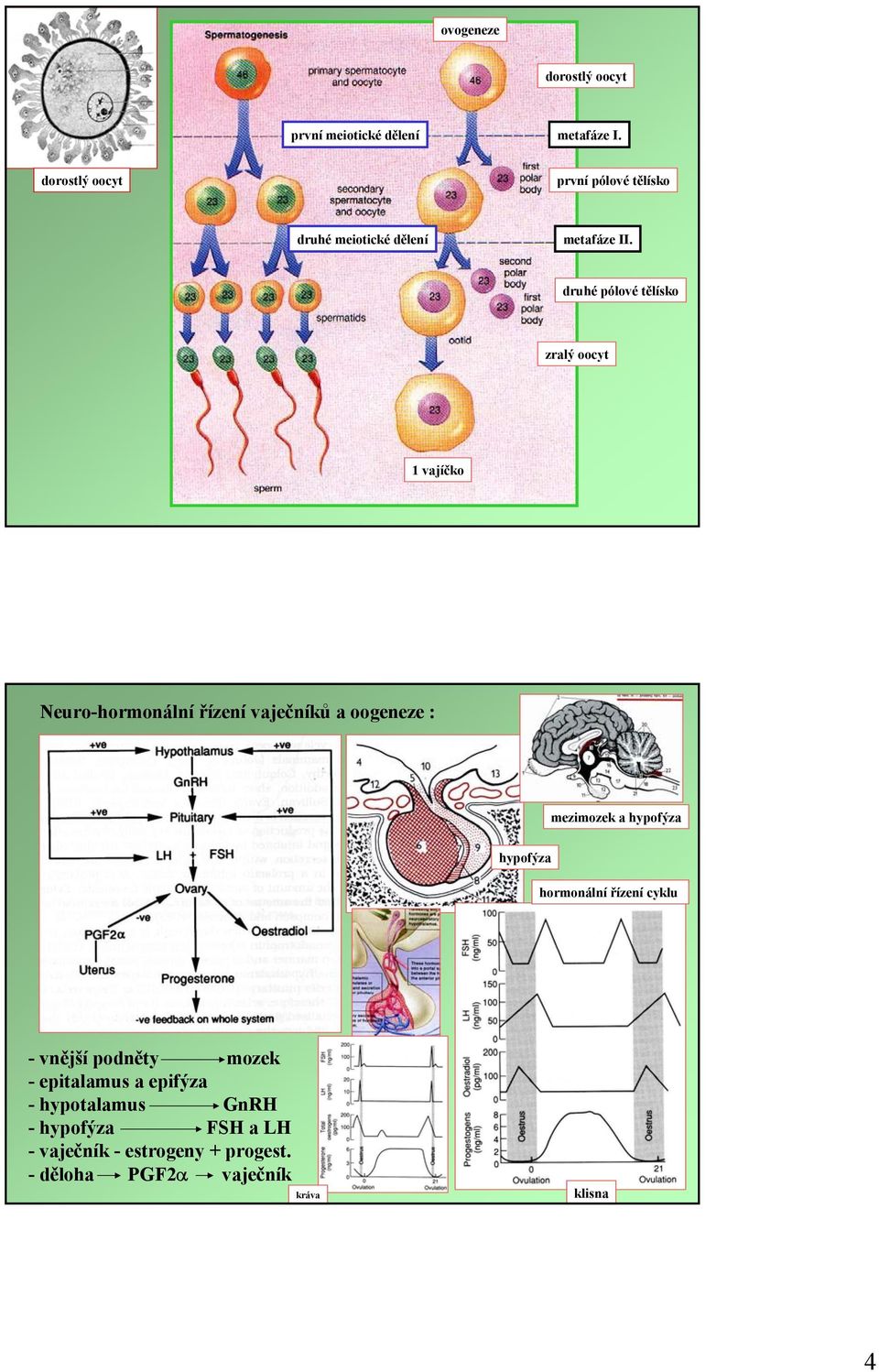 druhé pólové tělísko zralý oocyt 1 vajíčko Neuro-hormonální řízení vaječníků a oogeneze : mezimozek a