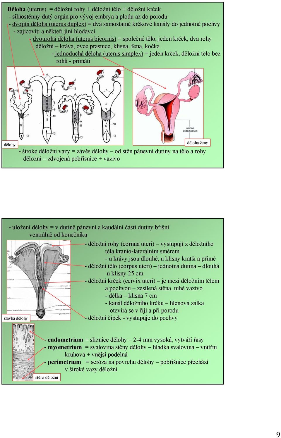 (uterus simplex) = jeden krček, děložní tělo bez rohů -primáti dělohy děloha ženy -širokéděložní vazy = závěs dělohy od stěn pánevní dutiny na tělo a rohy děložní zdvojená pobřišnice + vazivo
