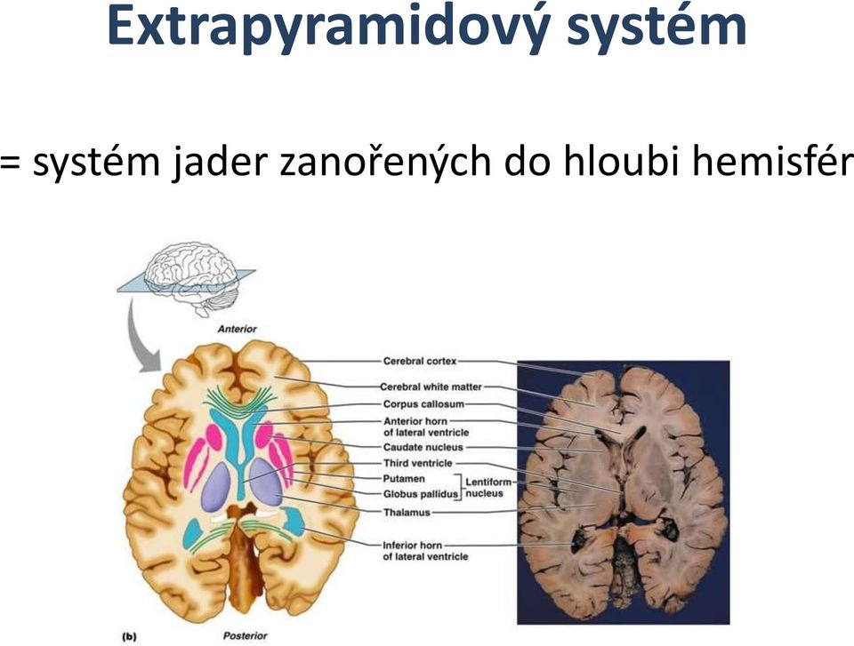 jader zanořených