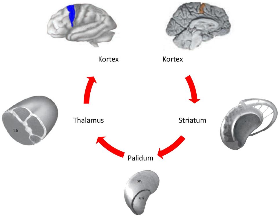 Striatum