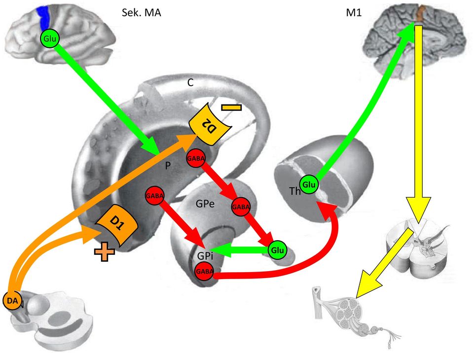 GABA Th Glu GPi