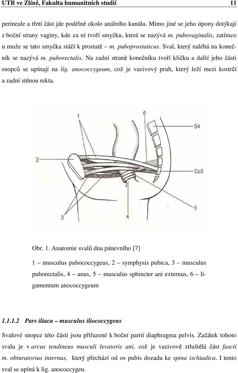 Na zadní straně konečníku tvoří kličku a další jeho části snopců se upínají na lig. anococcygeum, což je vazivový pruh, který leží mezi kostrčí a zadní stěnou rekta. Obr. 1.