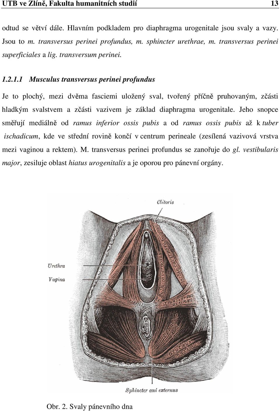 2.1.1 Musculus transversus perinei profundus Je to plochý, mezi dvěma fasciemi uložený sval, tvořený příčně pruhovaným, zčásti hladkým svalstvem a zčásti vazivem je základ diaphragma urogenitale.