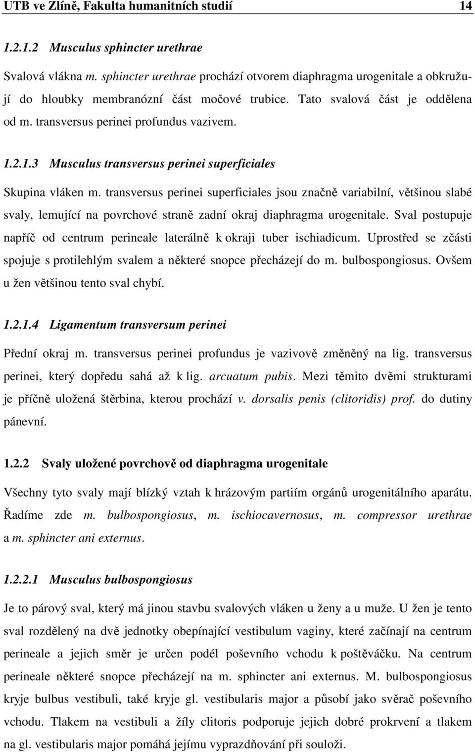 2.1.3 Musculus transversus perinei superficiales Skupina vláken m.