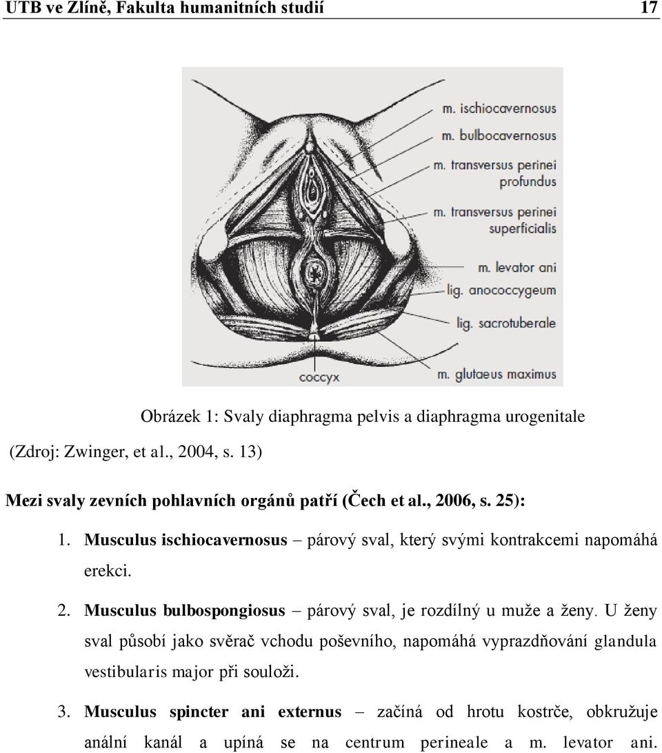 Musculus ischiocavernosus párový sval, který svými kontrakcemi napomáhá erekci. 2. Musculus bulbospongiosus párový sval, je rozdílný u muže a ženy.