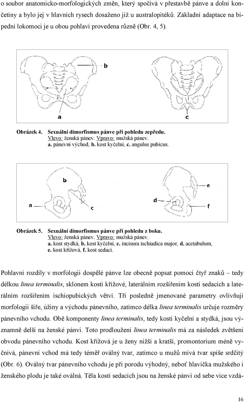 kost kyčelní, c. angulus pubicus. Obrázek 5. Sexuální dimorfismus pánve při pohledu z boku. Vlevo: ženská pánev. Vpravo: mužská pánev. a. kost stydká, b. kost kyčelní, c. incisura ischiadica major, d.