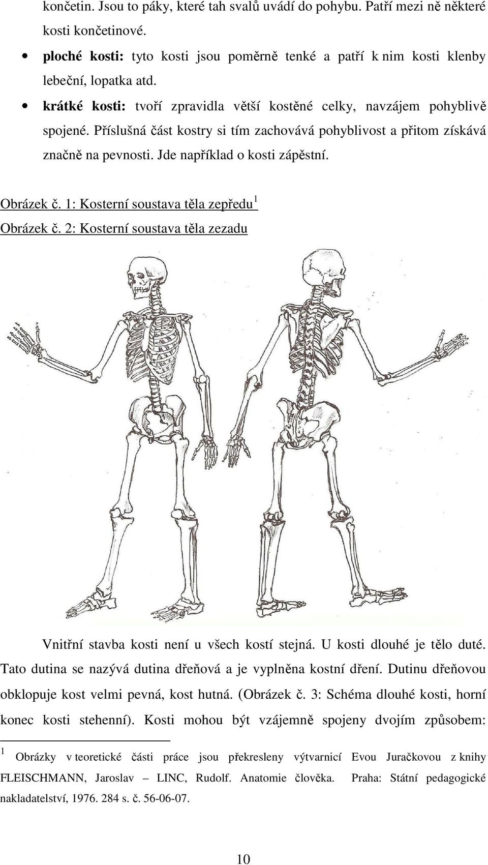 Obrázek č. 1: Kosterní soustava těla zepředu 1 Obrázek č. 2: Kosterní soustava těla zezadu Vnitřní stavba kosti není u všech kostí stejná. U kosti dlouhé je tělo duté.