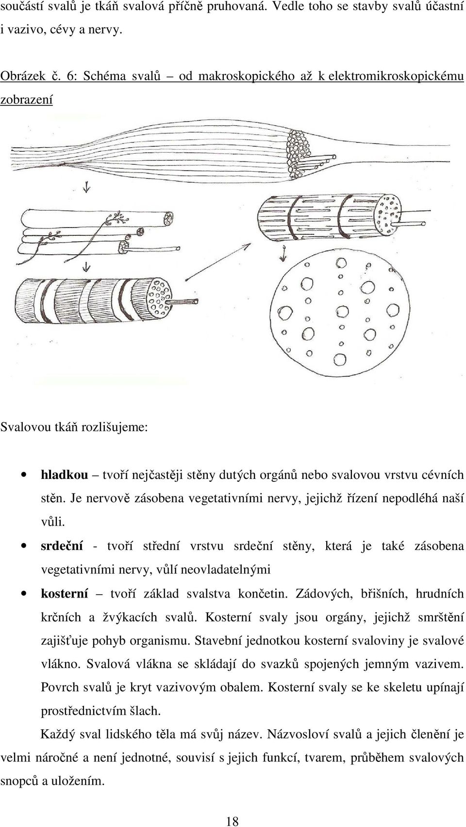 Je nervově zásobena vegetativními nervy, jejichž řízení nepodléhá naší vůli.