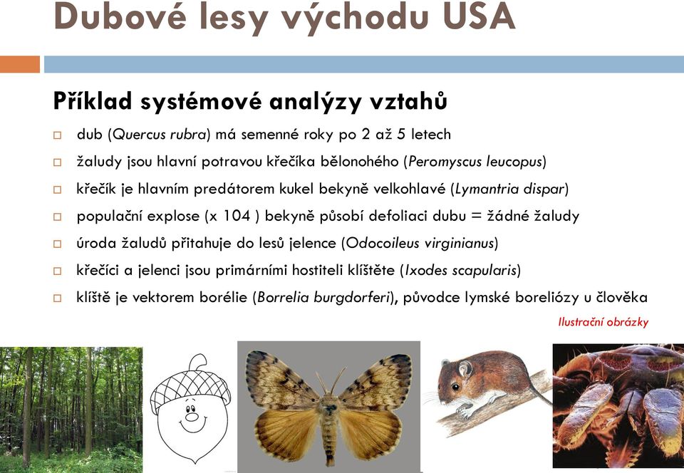 bekyně působí defoliaci dubu = žádné žaludy úroda žaludů přitahuje do lesů jelence (Odocoileus virginianus) křečíci a jelenci jsou