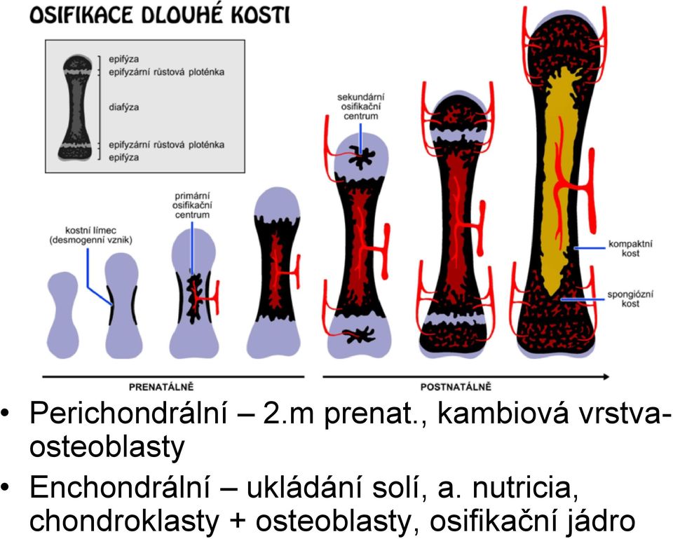 Enchondrální ukládání solí, a.