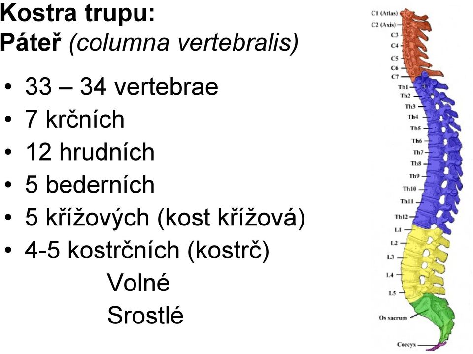 12 hrudních 5 bederních 5 křížových