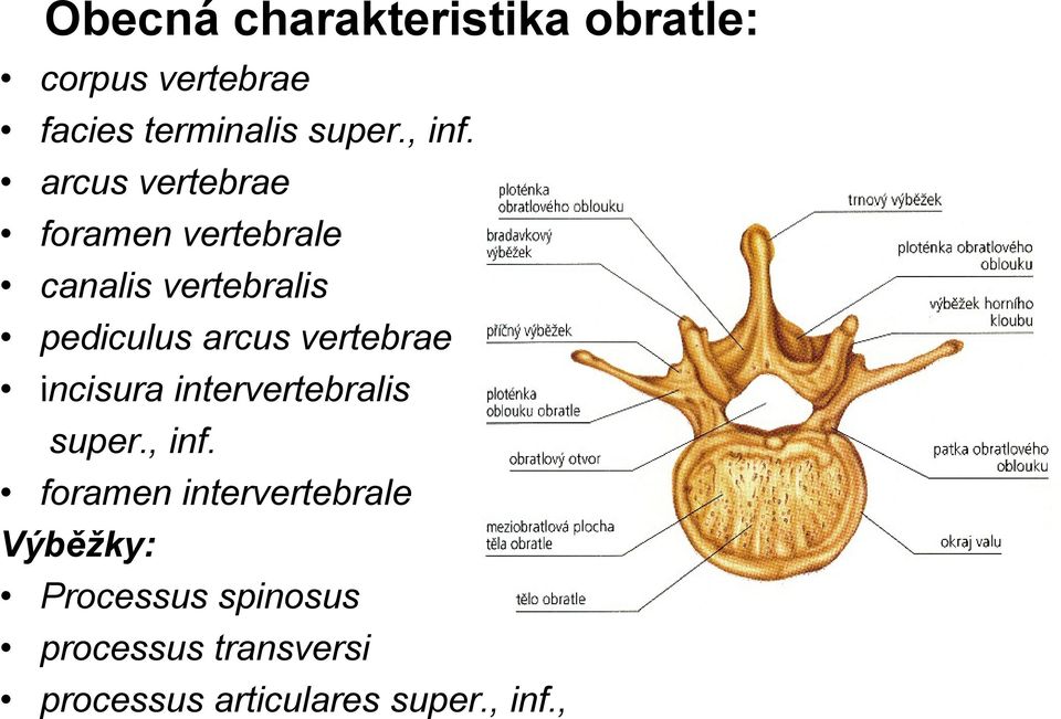 arcus vertebrae foramen vertebrale canalis vertebralis pediculus arcus