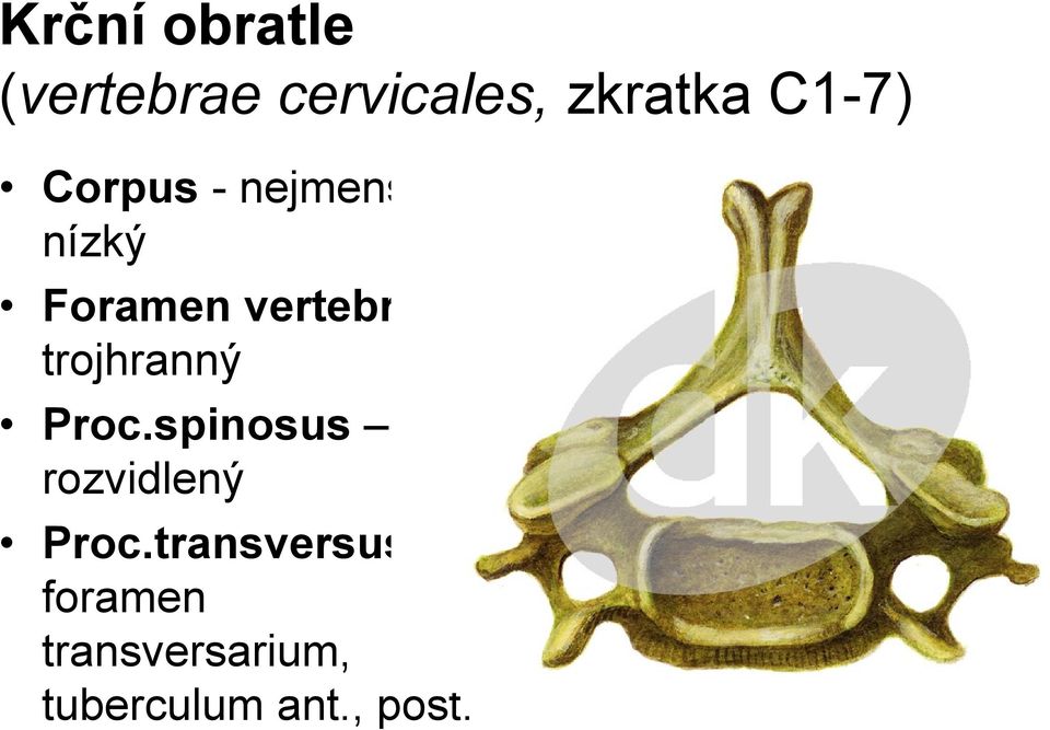 vertebrale trojhranný Proc.