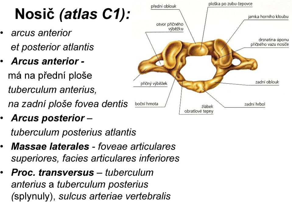 atlantis Massae laterales - foveae articulares superiores, facies articulares inferiores