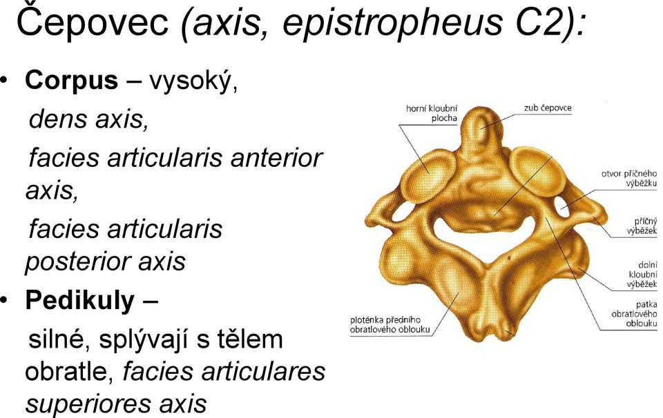 facies articularis posterior axis Pedikuly silné,