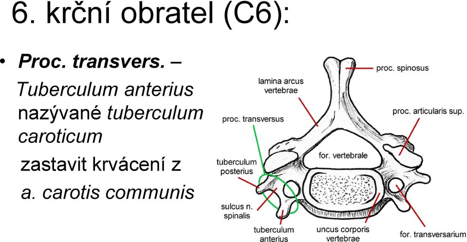 Tuberculum anterius nazývané