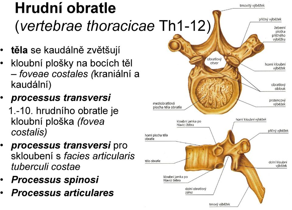 -10. hrudního obratle je kloubní ploška (fovea costalis) processus transversi pro