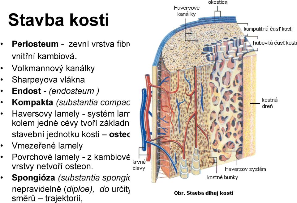 lamely - systém lamel kolem jedné cévy tvoří základní stavební jednotku kosti osteon.