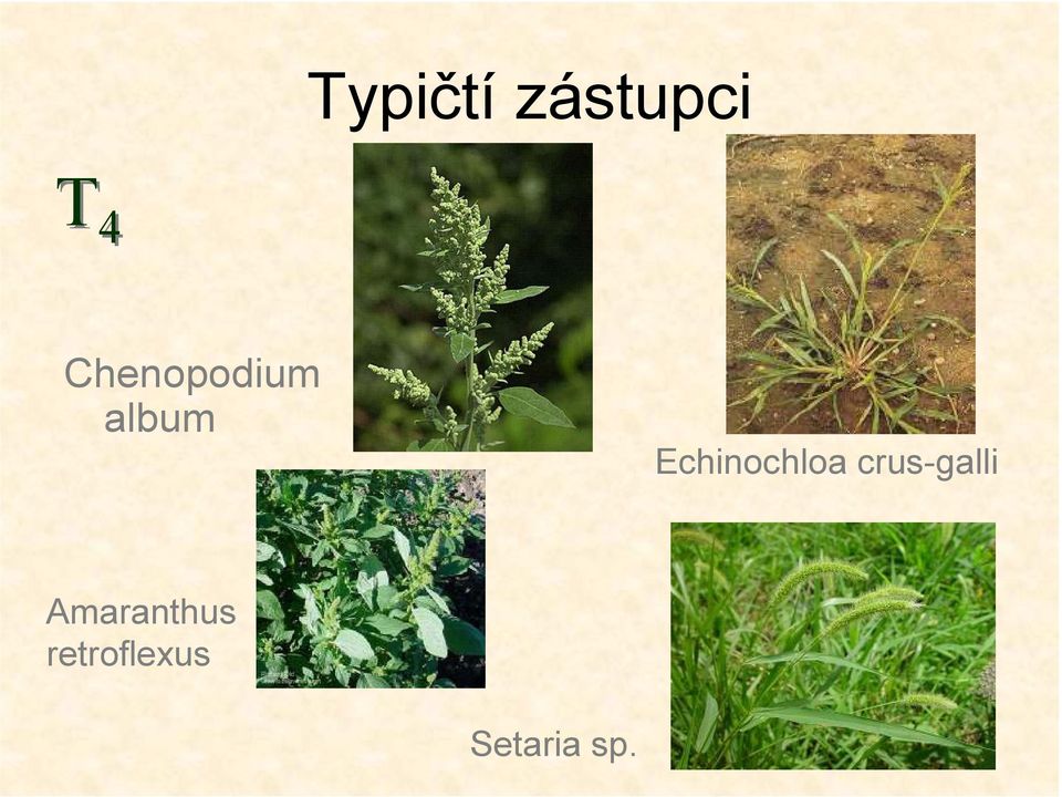 Echinochloa crus-galli