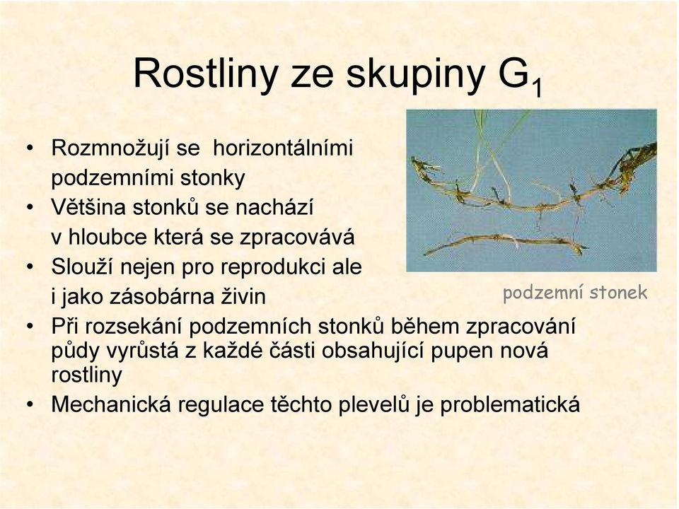 živin podzemní stonek Při rozsekání podzemních stonků během zpracování půdy vyrůstá z