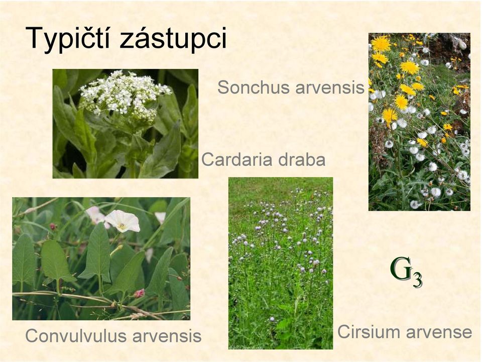 Cardaria draba G 3