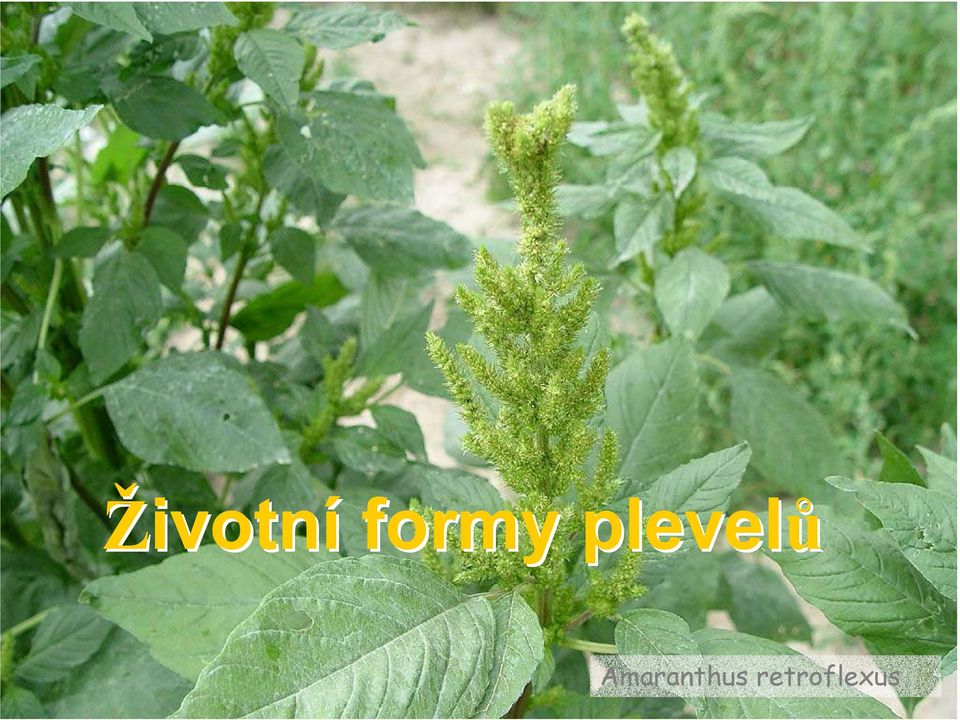 plevelů