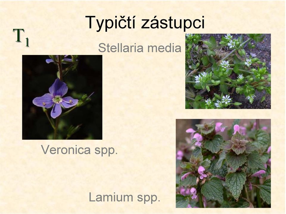 Stellaria media