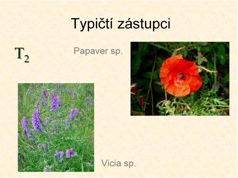 2 Papaver