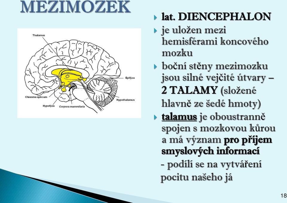 šedé hmoty) talamus je oboustranně spojen s mozkovou kůrou a má význam