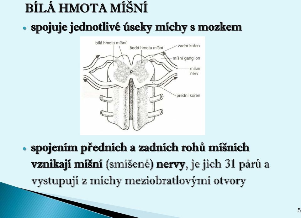 míšních vznikají míšní (smíšené) nervy, je jich