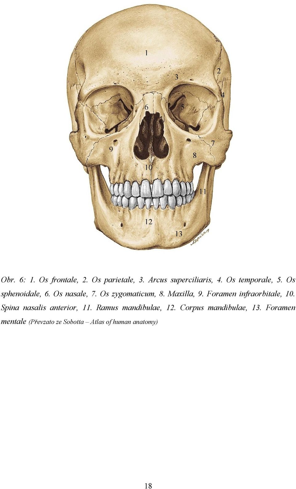Os zygomaticum, 8. Maxilla, 9. Foramen infraorbitale, 10. Spina nasalis anterior, 11.
