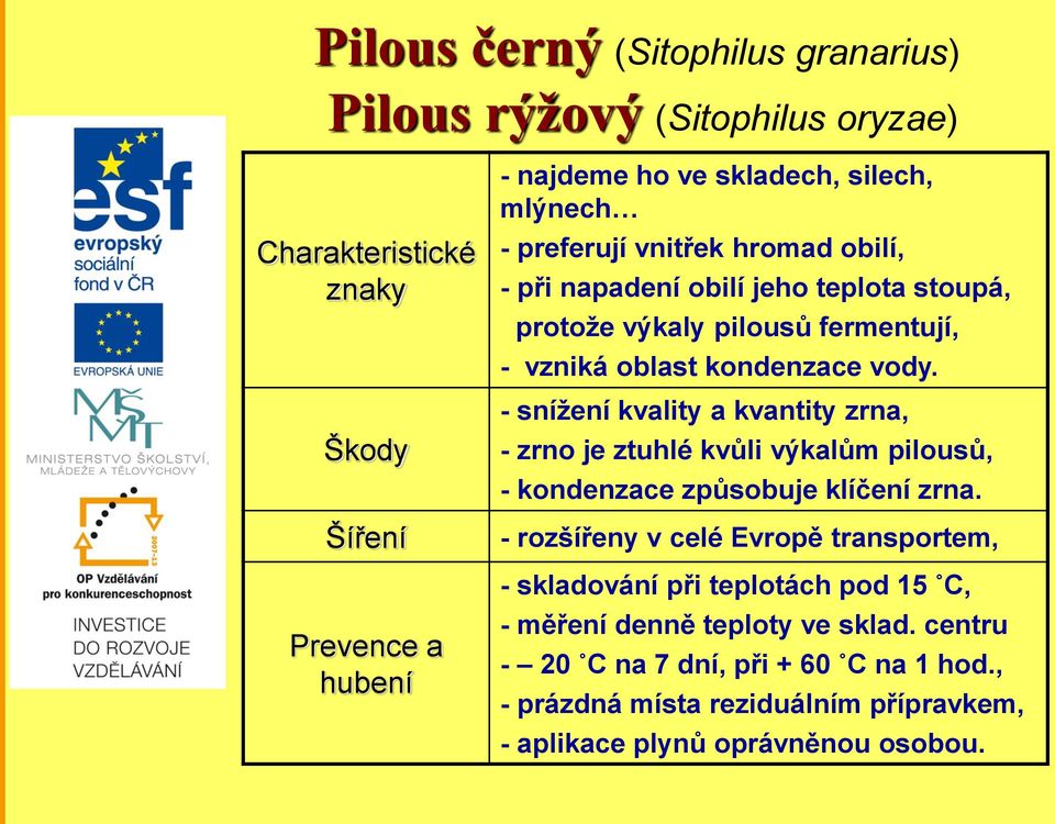 - snížení kvality a kvantity zrna, - zrno je ztuhlé kvůli výkalům pilousů, - kondenzace způsobuje klíčení zrna.