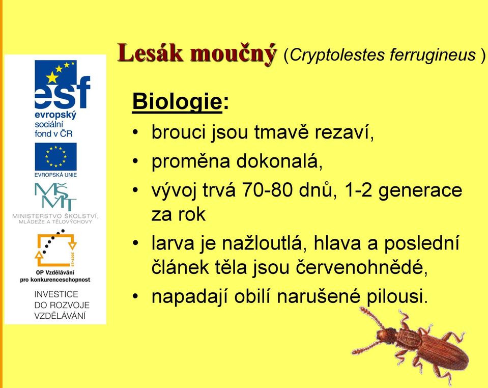 1-2 generace za rok larva je nažloutlá, hlava a poslední