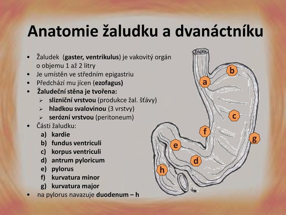 šťávy) hladkou svalovinou (3 vrstvy) serózní vrstvou (peritoneum) Části žaludku: a) kardie b) fundus ventriculi c)