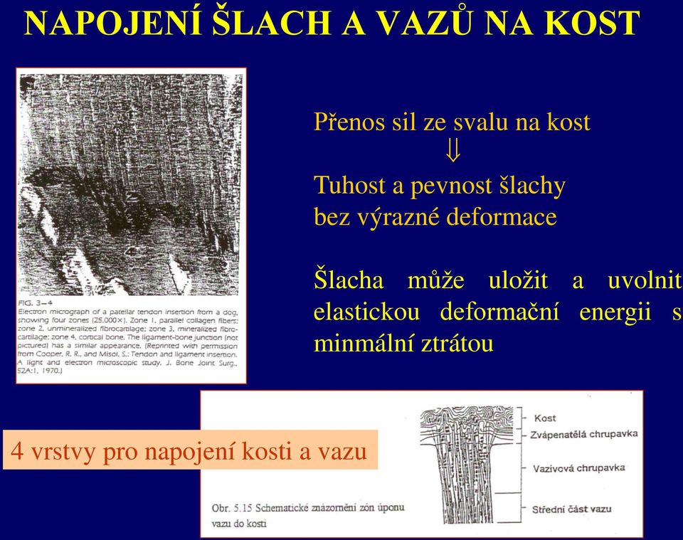 Šlacha může uložit a uvolnit elastickou deformační