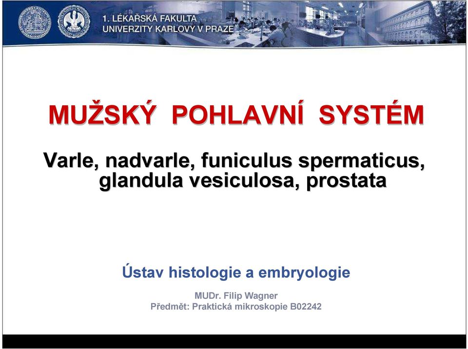 prostata Ústav histologie a embryologie MUDr.