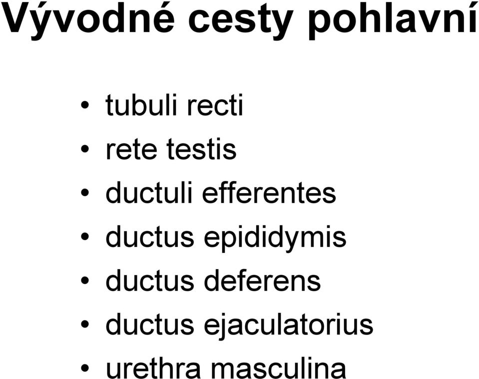 efferentes ductus epididymis